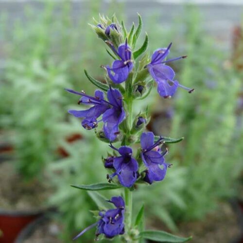 Hyssopus officinalis ssp. aristatus K9x9 - Obrázek 2