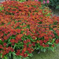 Helenium autumnale ‘Salsa’ K11x11
