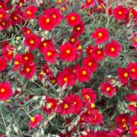 Helianthemum ‘Supreme’ K9x9