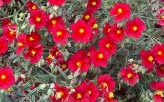Helianthemum ‘Supreme’ K9x9