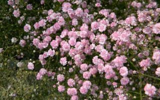 Gypsophila paniculata ‘Flamingo’ K2l
