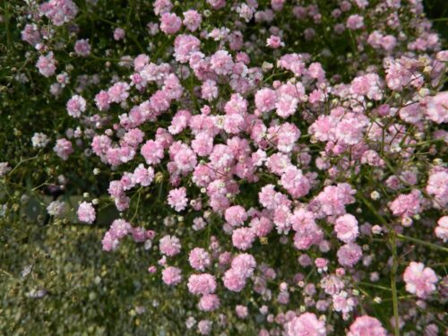 Gypsophila paniculata ‘Flamingo’ K2l - Obrázek 1