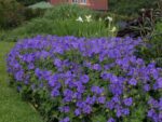 Geranium magnificum ‘Anemoniflorum’ K9x9
