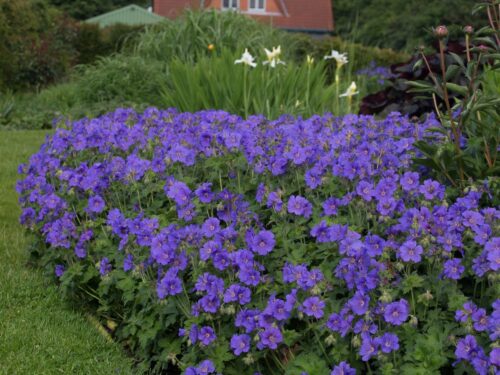 Geranium magnificum ‘Anemoniflorum’ K9x9 - Obrázek 1