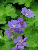 Geranium magnificum ‘Anemoniflorum’ K9x9 - Obrázek 2