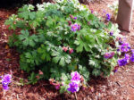 Geranium himalayense ‘Plenum’ K9x9