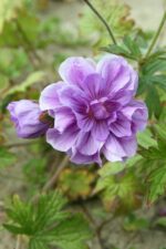 Geranium himalayense ‘Plenum’ K9x9 - Obrázek 2