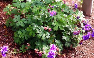 Geranium himalayense ‘Plenum’ K9x9