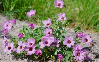 Geranium cinereum 'Ballerina'