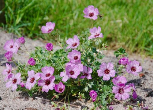 Geranium cinereum 'Ballerina' - Obrázek 1