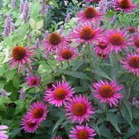 Echinacea purpurea ‘Pica Bella’ K2l