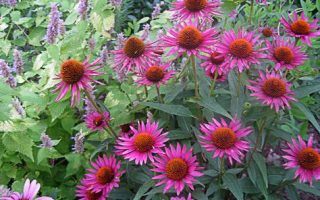 Echinacea purpurea ‘Pica Bella’ K2l