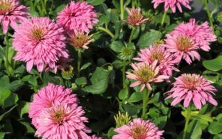 Echinacea ‘Pink Bonbon’ K2l