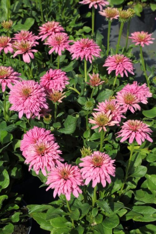 Echinacea ‘Pink Bonbon’ K2l - Obrázek 1