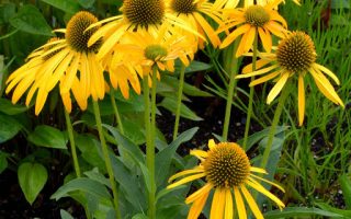 Echinacea ‘Now Cheesier’ K2l