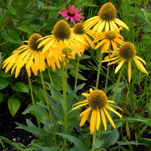 Echinacea ‘Now Cheesier’ K2l - Obrázek 1