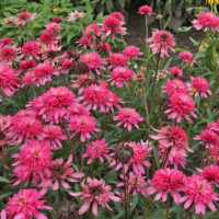 Echinacea ‘Mini Belle’ K2l