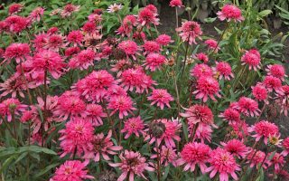 Echinacea ‘Mini Belle’ K2l