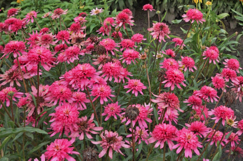 Echinacea ‘Mini Belle’ K2l - Image 1