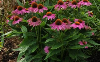 Echinacea ‘PowWow Wild Berry’ K11x11