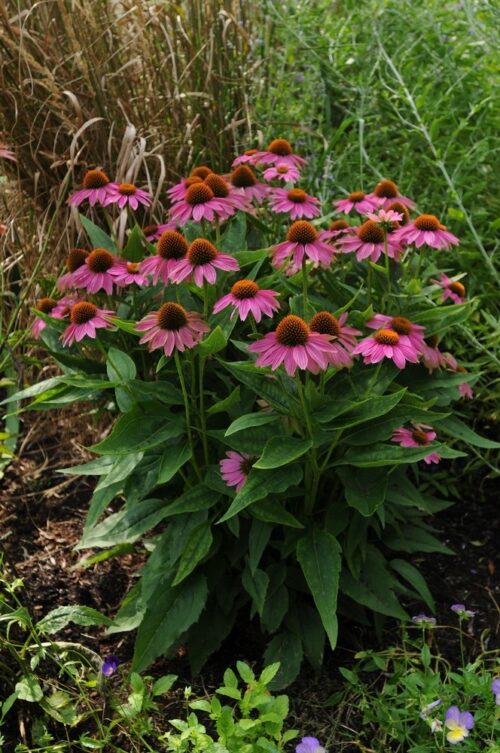 Echinacea ‘PowWow Wild Berry’ K11x11 - Obrázek 1