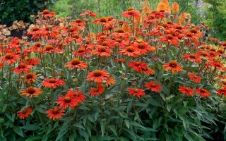 Echinacea purpurea Kismet Intense Orange