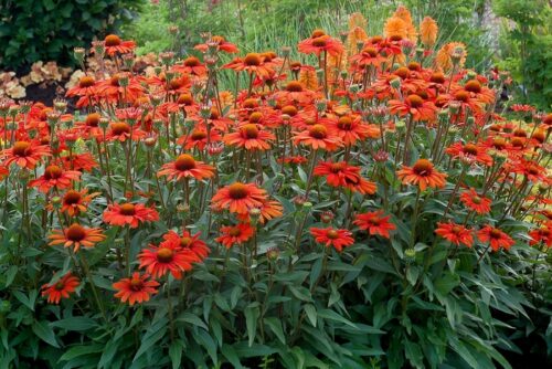 Echinacea purpurea Kismet Intense Orange - Obrázek 1