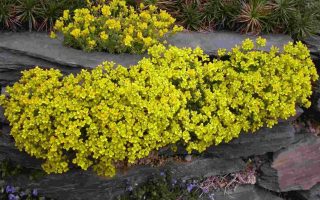 Draba bruniifolia K9x9