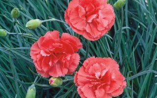 Dianthus plumarius ‘Diana’ K11x11