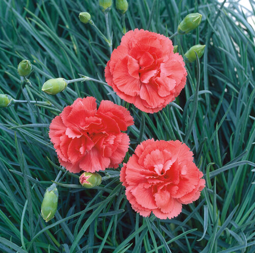Dianthus plumarius ‘Diana’ K11x11 - Image 1