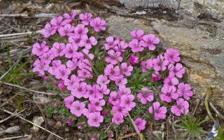 Dianthus myrtinervius
