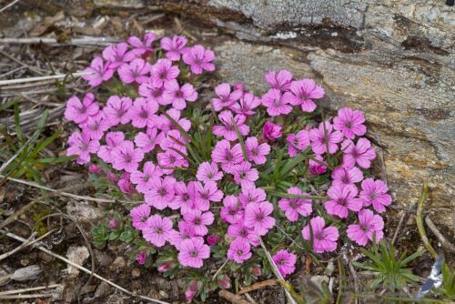 Dianthus myrtinervius - Obrázek 1