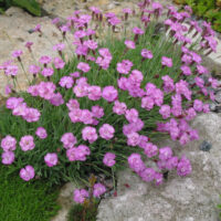 Dianthus gratianopolitanus ‘Pink Jewel’ K9x9