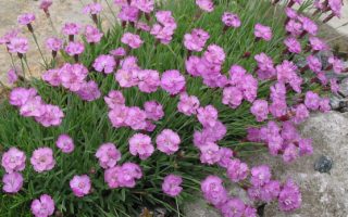 Dianthus gratianopolitanus ‘Pink Jewel’ K9x9