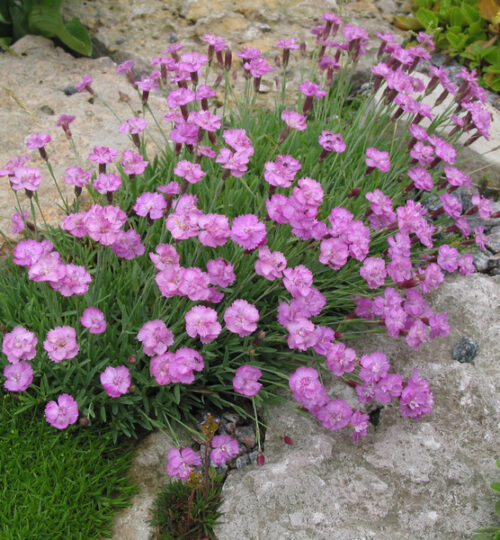 Dianthus gratianopolitanus ‘Pink Jewel’ K9x9 - Obrázek 1