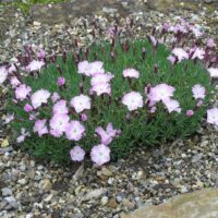 Dianthus ‘Whatfield Whisp’ K9x9