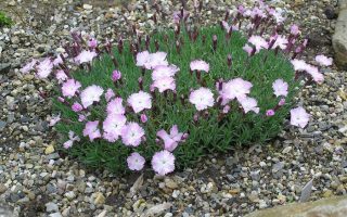 Dianthus ‘Whatfield Whisp’ K9x9