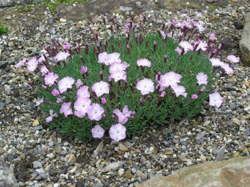 Dianthus ‘Whatfield Whisp’ K9x9 - Obrázek 1