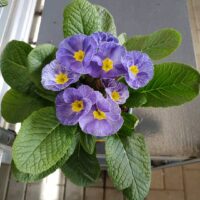 Primula acaulis Navy Blue