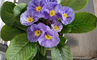 Primula acaulis Navy Blue