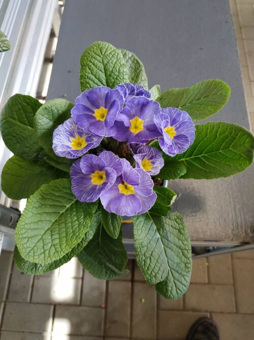 Primula acaulis Navy Blue - Image 1