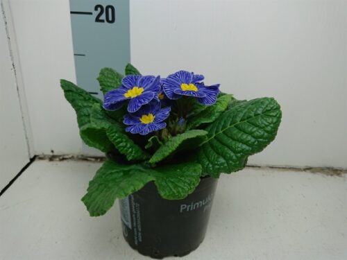 Primula acaulis Zebra Blue - Obrázek 2