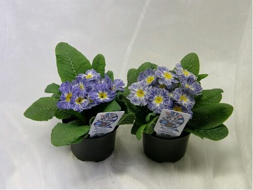 Primula acaulis Zebra Blue - Obrázek 1