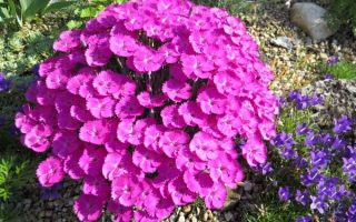 Dianthus ‘Whatfield Magenta’ K9x9