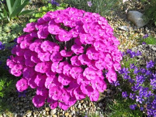 Dianthus ‘Whatfield Magenta’ K9x9 - Obrázek 1