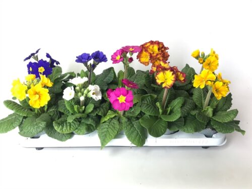 Primula Elatior - Image 1
