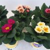 Primula Jupiter - K 10