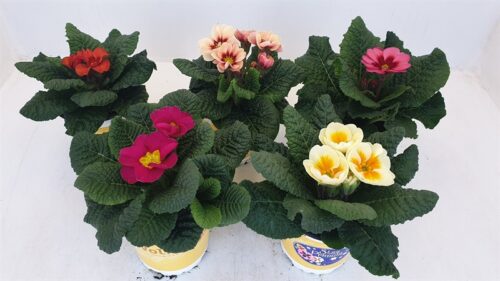 Primula Jupiter - Obrázek 1