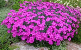 Dianthus ‘Babí Lom’ K9x9