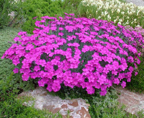 Dianthus ‘Babí Lom’ K9x9 - Obrázek 1